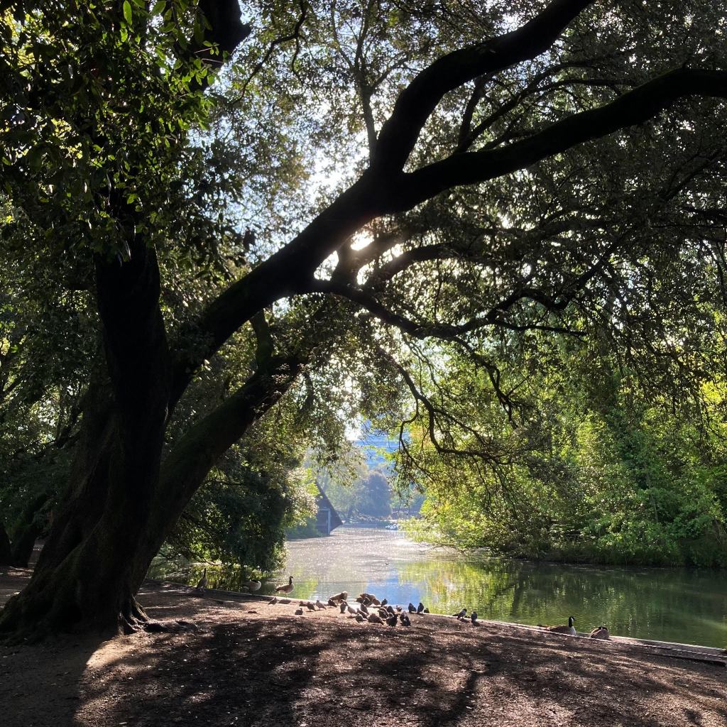 Sunlight through trees and on the boating lake at Battersea Park