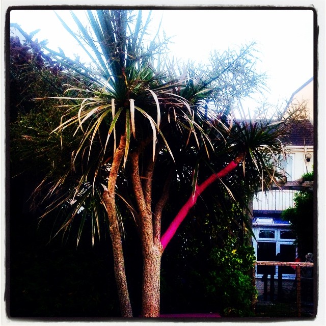 10561160_911776532172088_1987553336_n