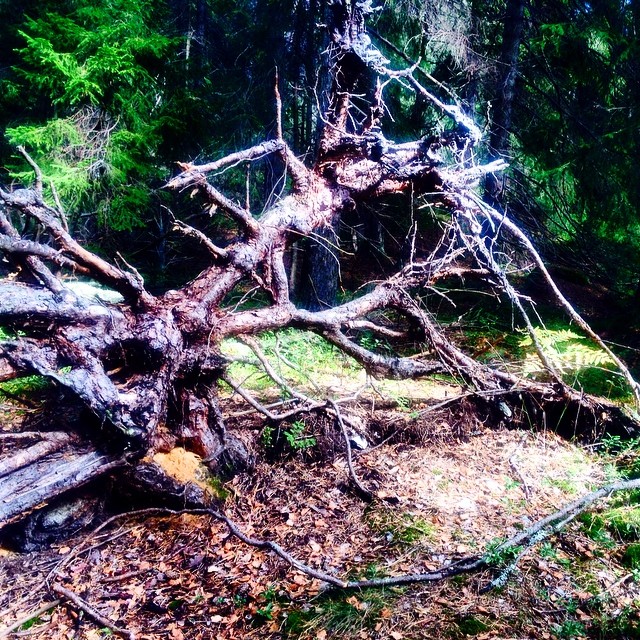 A birch tree growing out of a stony outcrop of rock in autumnal woodland.