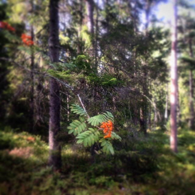 10735046_729984660383674_48331439_n