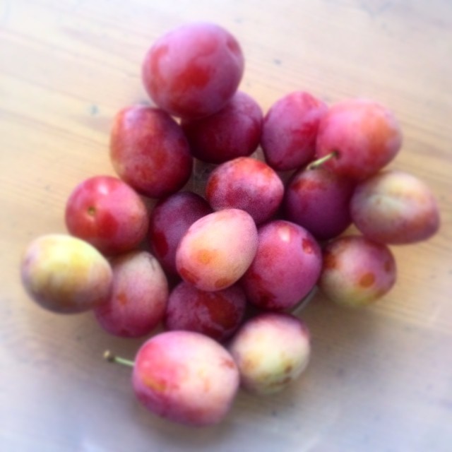 10598778_1472756566309080_1548248203_n