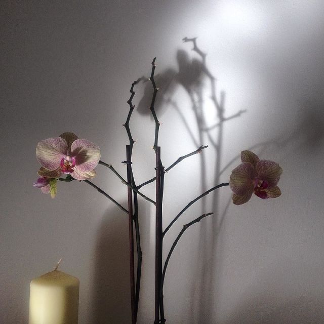 11809538_846009238853495_1099757617_n