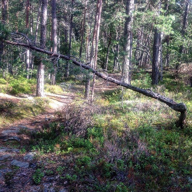 11887063_619931554814283_1214267176_n