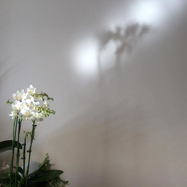 12825876_1714233632188074_1243457017_n