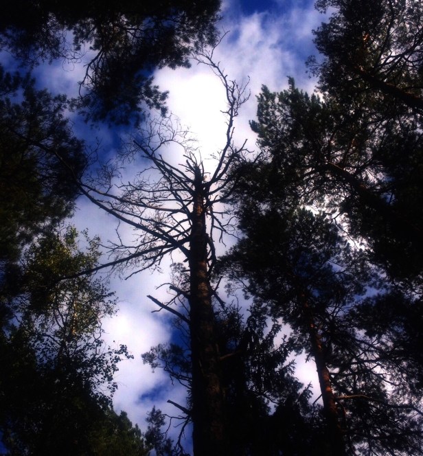 01a5fc4dfe9822cc5e30bd3cdceb9e13ae8ef33862