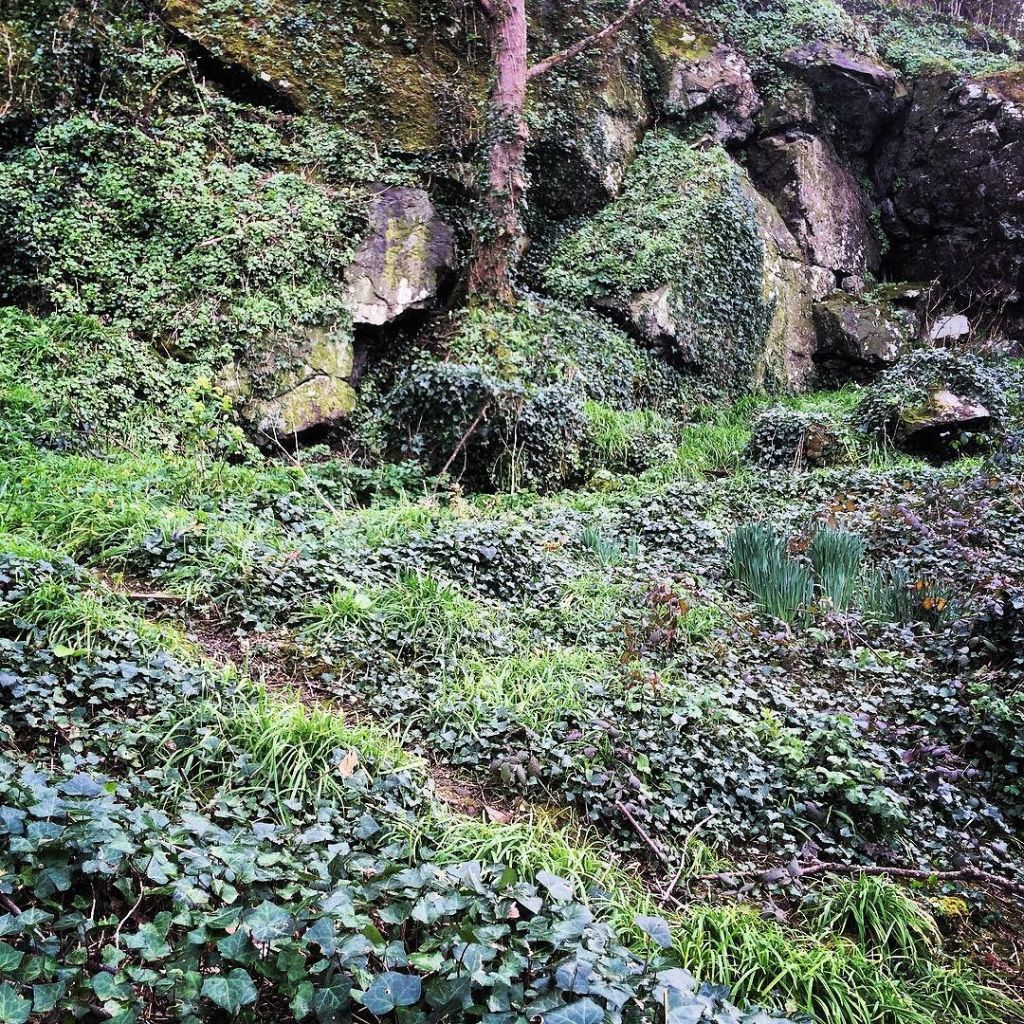A rocky undercliff, covered in ivy and other spring flowers, with daffodil and crocus shoots emerging from brown earth.
