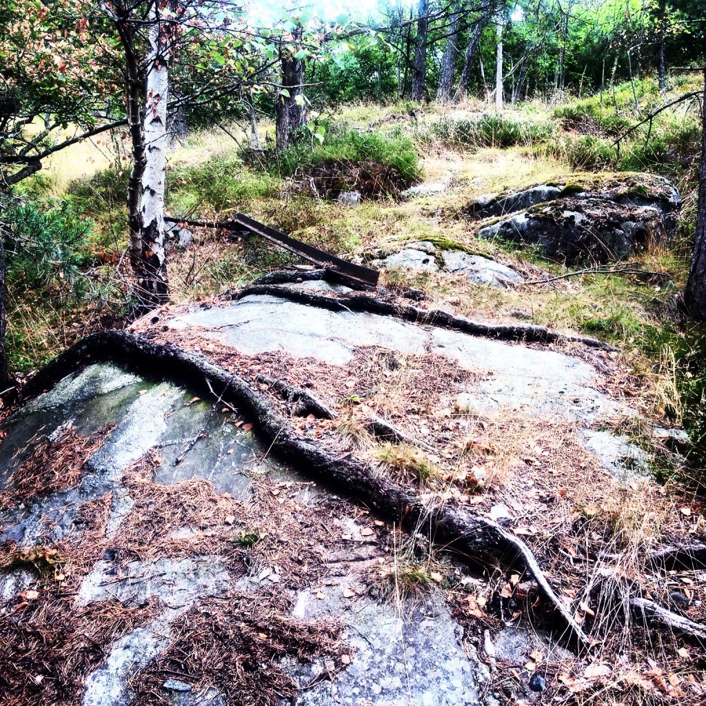 A tree root spreads across an outcrop of basalt rock, covered in pine needles and brown leaves