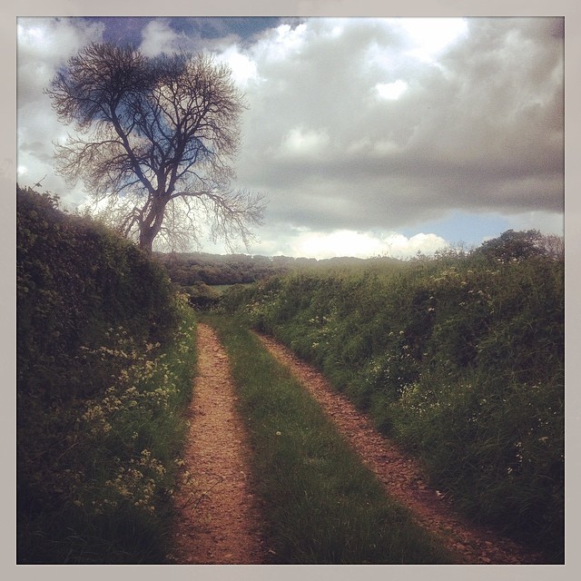 A country lane in early summer, high banks of hedgerows either side of the lane, which has grass growing in the centre, between the tyre tracks.