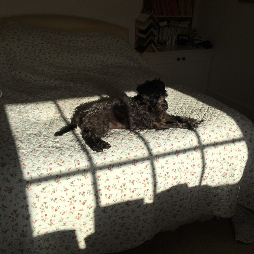 A small black dog lying on a patch of sun on a big bed