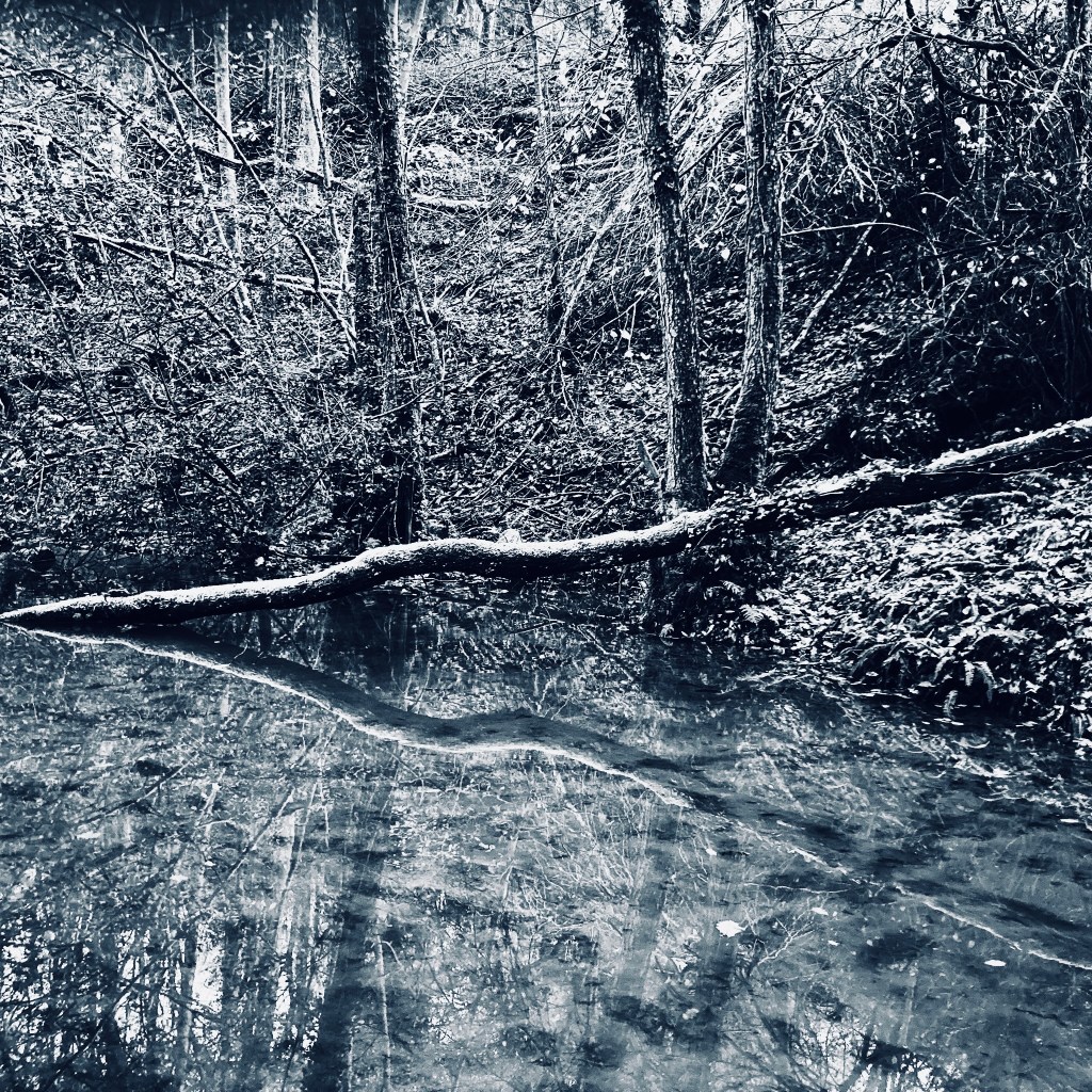 A black and white photo of trees beside a wooded stream
