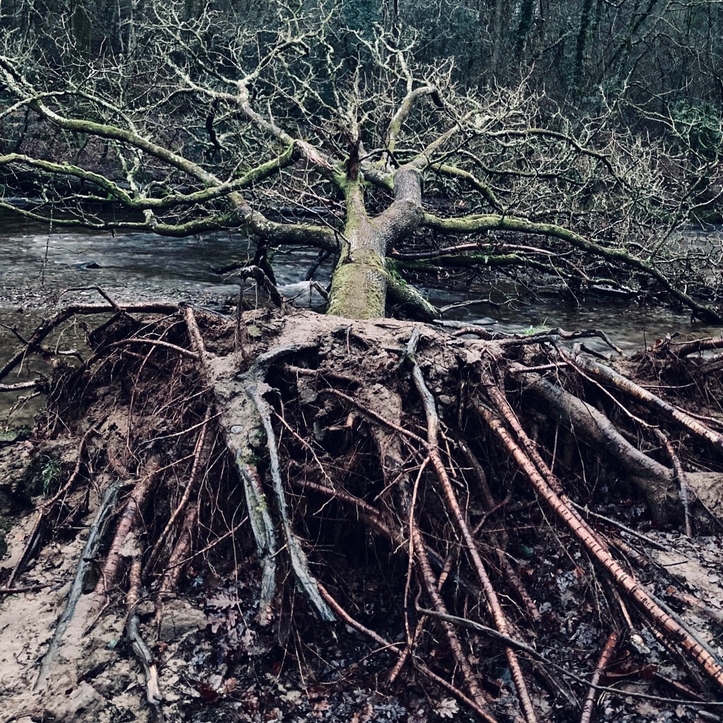 A fallen beech tree, roots upended from a sandy river bank