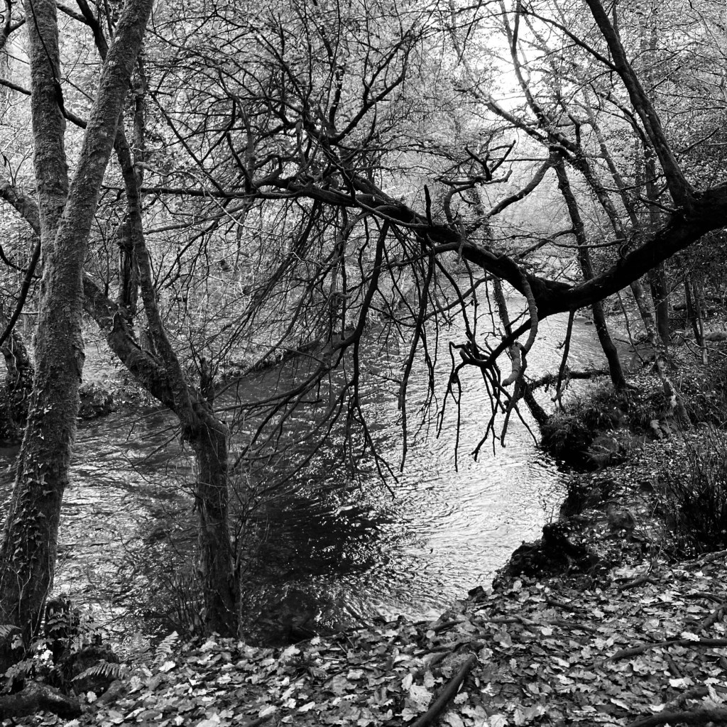 Black boughs hang over the River Plym in black and white