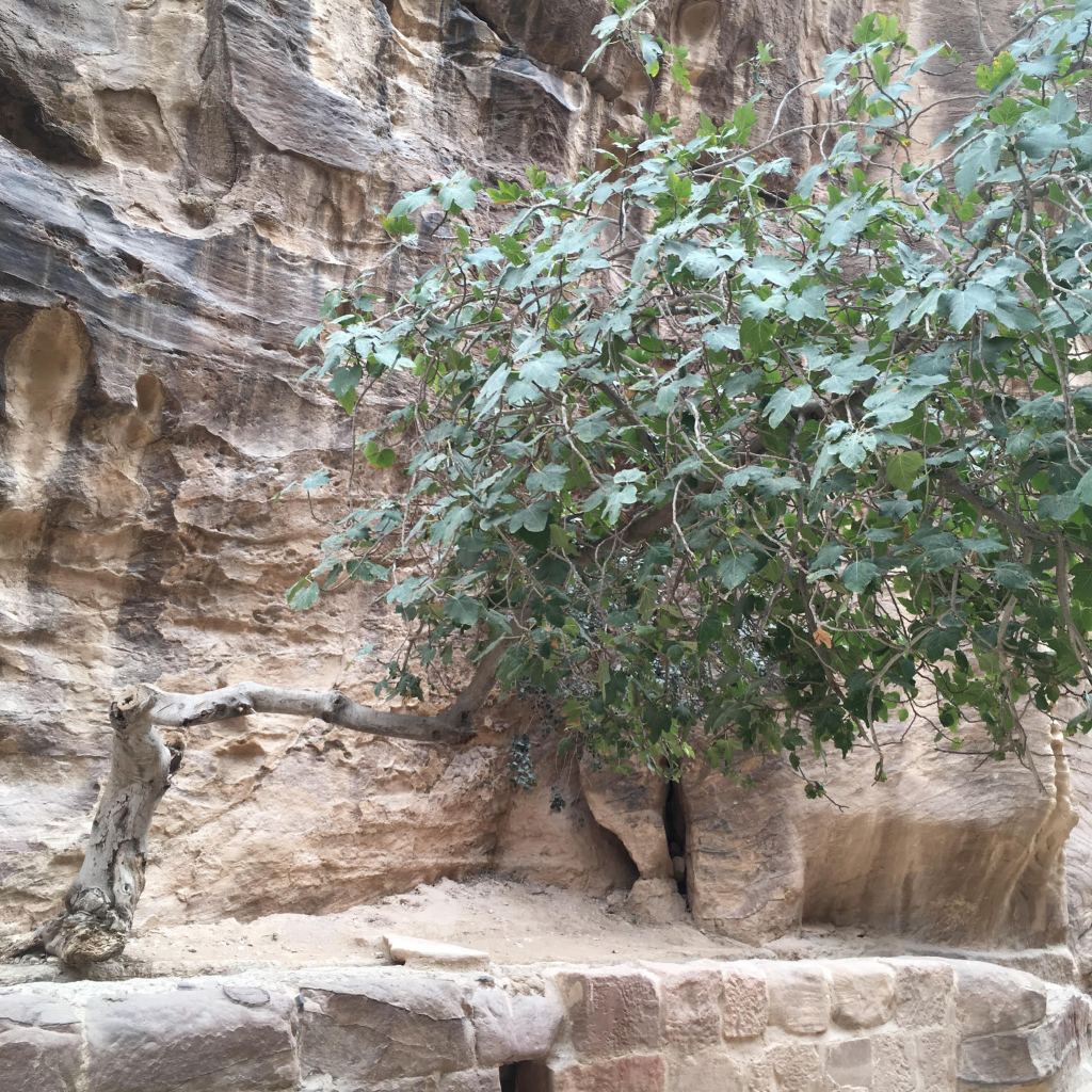 A tree growing horizontally out of a sheer sandstone rockface