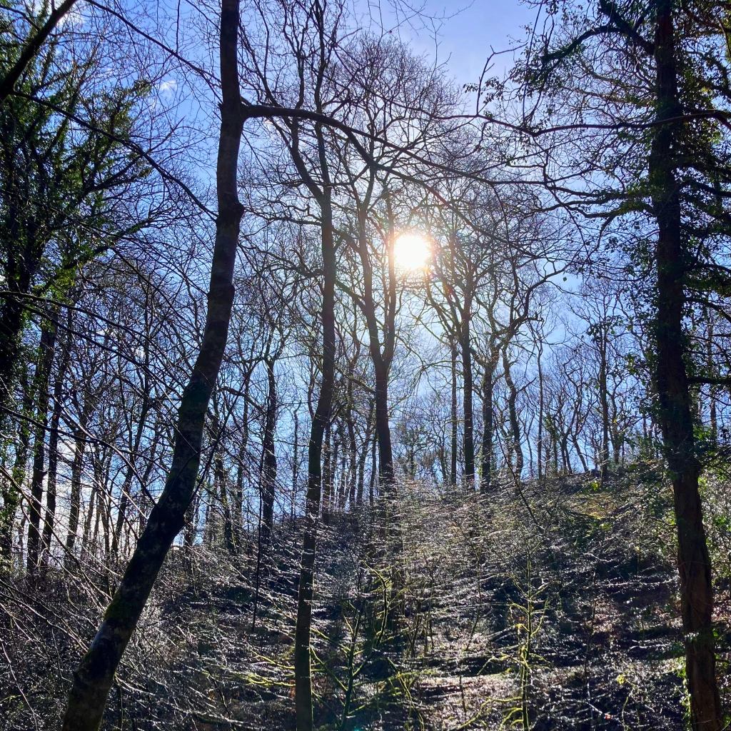 Sunlight through bare winter trees after rain