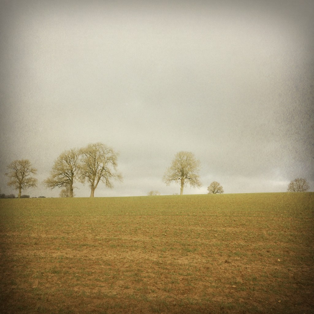 Trees on the horizon of a ploughed field in early spring.