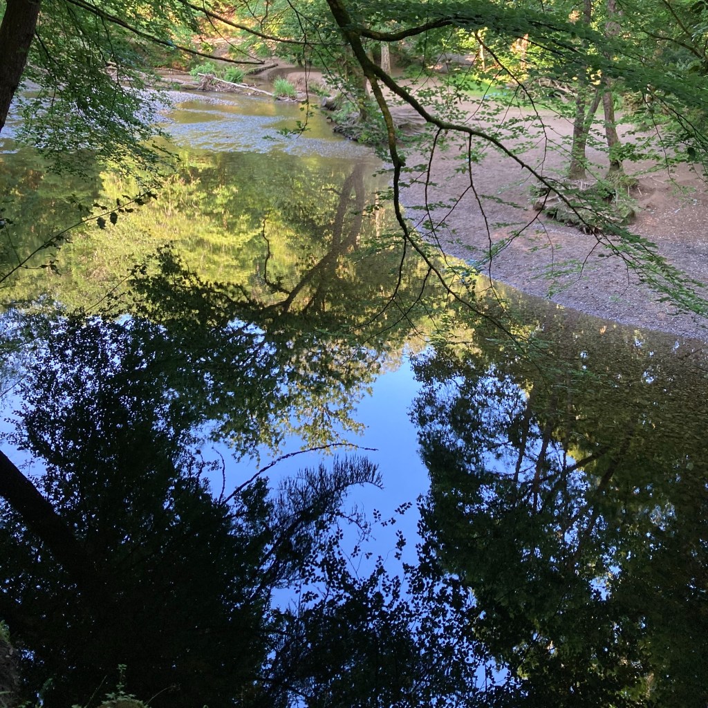 Trees and sky reflected in still water from above a bend in the River Plym