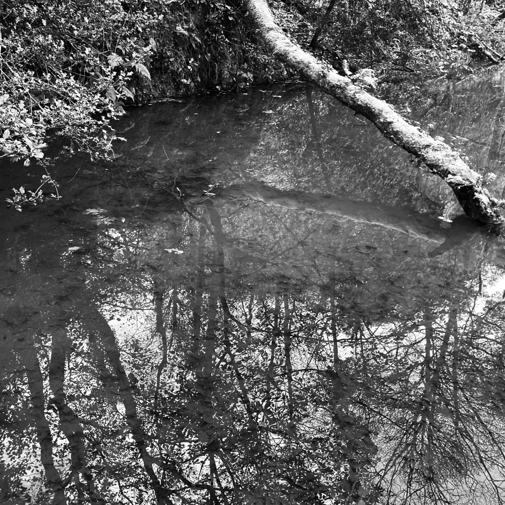 Black and white image of a toppled tree sunk into a low-lying canal with reflections of trees.